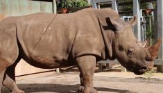 How a southern white rhino from Perth Zoo redefined plus-size modelling