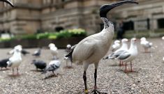 Bin chicken: more than just trash talk