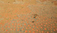 The marvellous mystery of the fairy circles