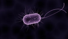 Microbes on the mind