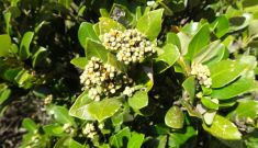 Hunt for the Grey Mangrove
