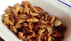 Crunch time – would you eat an insect?