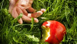 Seeds, spuds and cyanide—poisonous pantry favourites