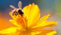 New honey bee research centre to create a buzz