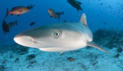 “Sharks are bad”—a great white lie