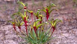 Putting southwest WA’s astounding plant life on the map