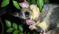 Possum crime scene snack attack