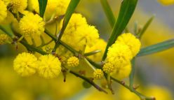 Wattle we do about climate change?
