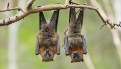 The lowdown on Perth bat caring