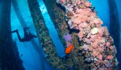 How Offshore Infrastructure Can be Re-used to Benefit Our Oceans