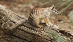 WA Threatened Species Forum 2017