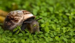The secret life of slugs and snails