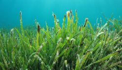 Sowing seeds for snapper habitat