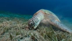 Is this the world’s most overlooked ecosystem?