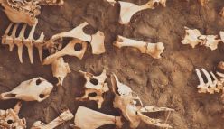 How Can an Archaeologist Contribute to Biodiversity Conservation?