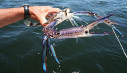 WA crabs feeling the pinch