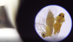 Customising solutions: whiteflies and world hunger