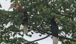 The birdlife of an unforgiving paradise