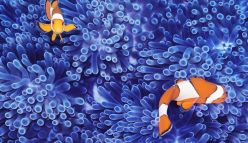 The Past, Present and Future of Kimberley Coral Reefs