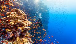 How Coral Reef Animals Sustain Their Marine Populations