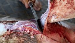Shark fin soup: leaving a deadly wake