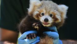 Baby red panda spells hope for the species