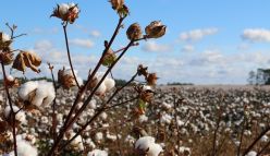 Genetically modified produce: misunderstood wonders