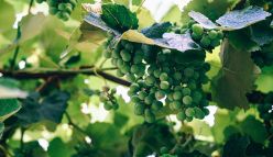 Investing in Aussie wines