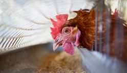 Australian eggs under review