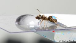 Ants prefer a hard-earned treat