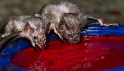 How vampire bats survive on a diet of blood