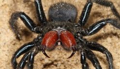 Trapdoor spiders of Perth