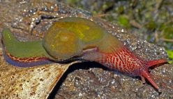 It’s funny to name species after celebrities, but there’s a serious side too