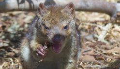 Quoll conditioning: teaching sausage-based survival skills
