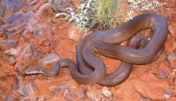 Meet the real snake charmer, the Pilbara olive python