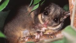 These Australian animals might soon be gone
