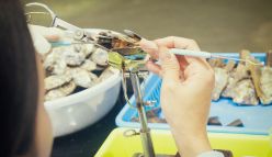 The wisdom of pearl farming
