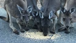 How do kangaroos breathe while they hop?