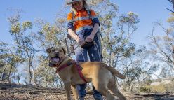 Dogs with jobs join cat fight