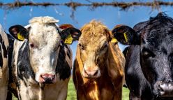 Carbon farming in WA