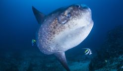 WA researcher discovers a new species of sunfish