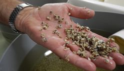 Hatchery starts supplying spat to WA aquaculture industry