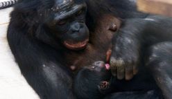 Bonobos support each other while giving birth