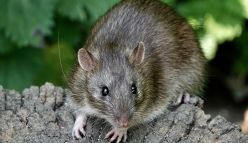How rats are killing our coral reefs