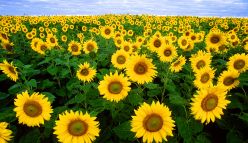 Sunflowers for soil health