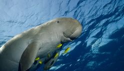 Dugongs and drones: ecology from the sky
