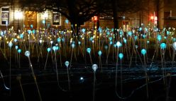 Glowing Field of Light art installation in Albany
