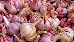 Benefits of garlic extend to Alzheimer’s