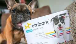 Is the future of dog health in a DNA test?