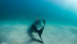 Why do sharks dive?